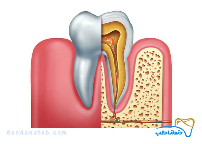 پالپ دندان چیست؟